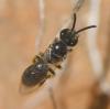 Lasioglossum sp.